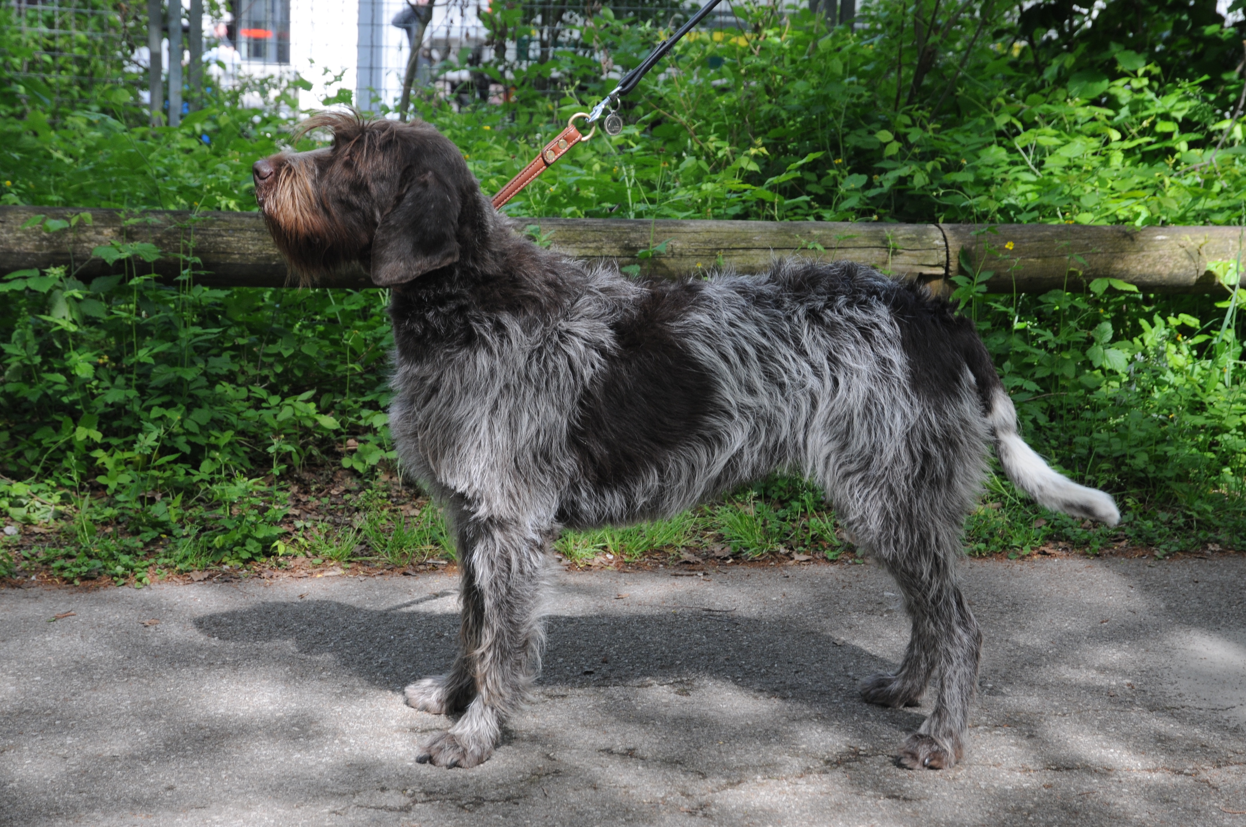 Short hair wirehaired pointing sales griffon